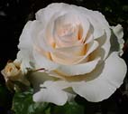 Realistic White Rose